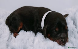 Cavapoo dogs for sale: Extensively Health tested Rare F1 Cavapoos - Image 19