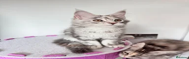 Kitten girl 