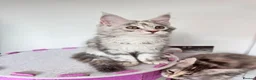 Maine Coon cats for sale: Pure breed XXL Maine Coon kittens  - Advert 22