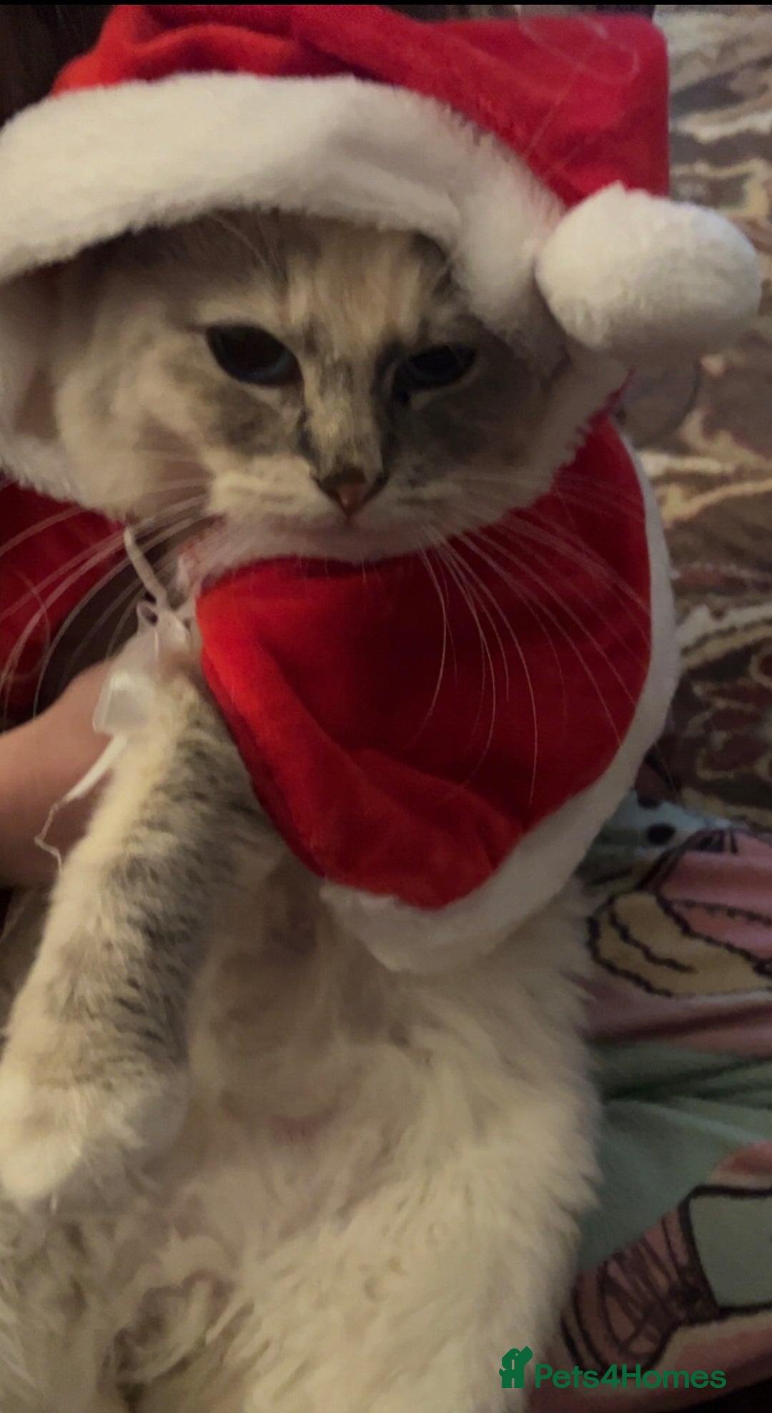 Ragdoll cats for sale: Champion GCCF kittens 🐱  - Advert 5