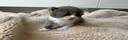 Domestic Shorthair cats for sale: British shorthair crossbreed - Advert 13