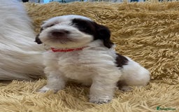 Mixed Breed dogs for sale: Mega Coated Schnockerpoo puppies - Image 32