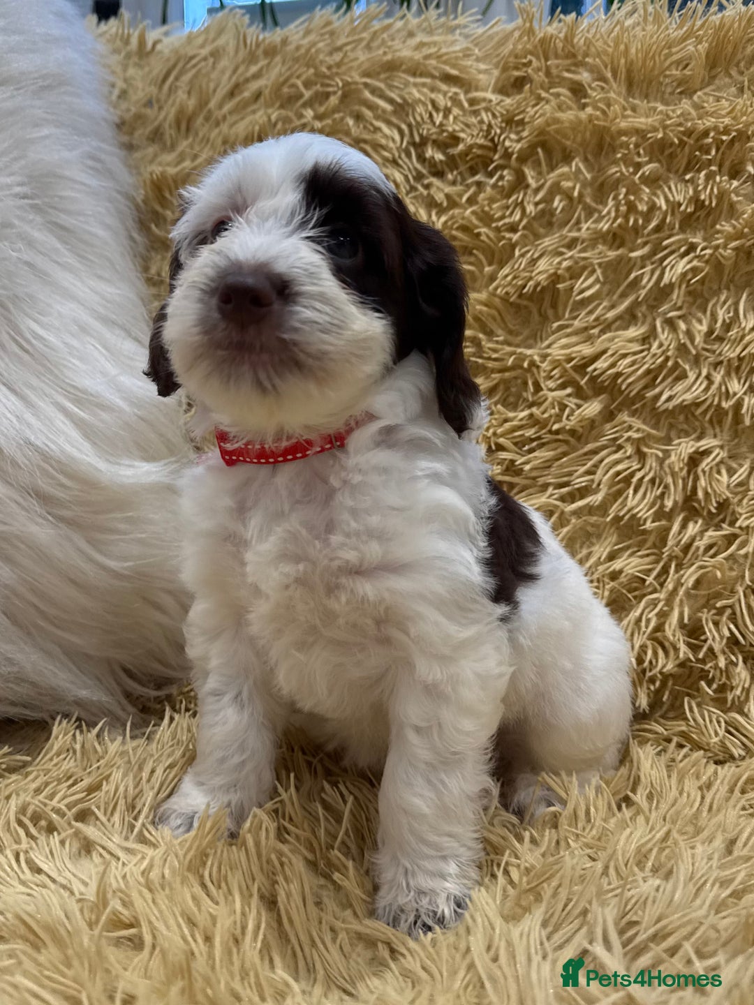 Mixed Breed dogs for sale: Mega Coated Schnockerpoo puppies - Image 32