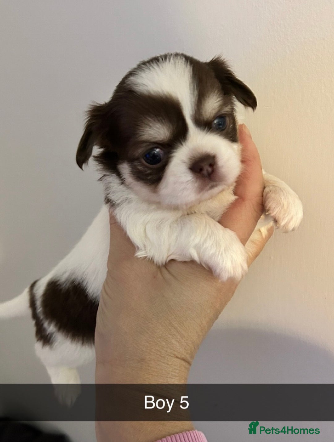 Chihuahua dogs for sale: KC LONG COAT CHIHUAHUAS  - Advert 14