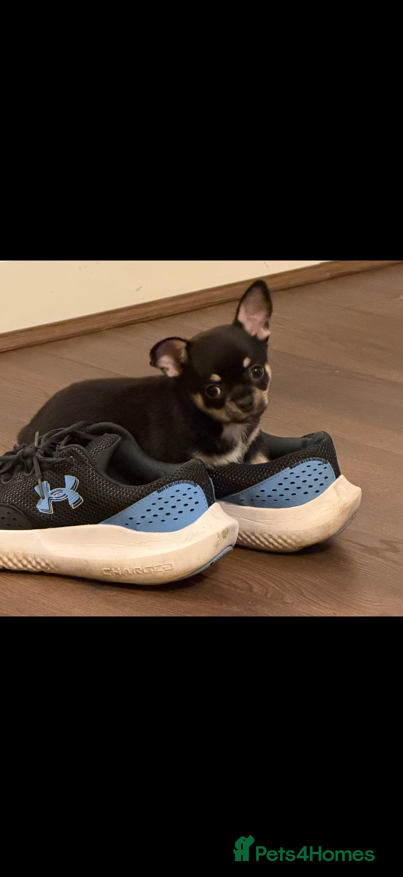 Chihuahua dogs Playful baby boy tri coloured chihuahua  - Advert 1