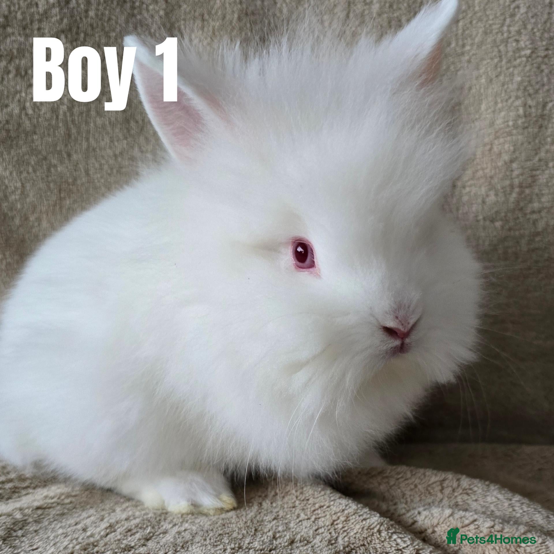 Lionhead rabbits 🐰💕 BEAUTIFUL PUREBRED LIONHEAD BABIES  - Advert 14