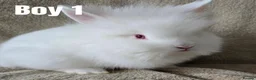Lionhead rabbits for sale: 🐰💕 BEAUTIFUL PUREBRED LIONHEAD BABIES  in Glasgow - Advert 7