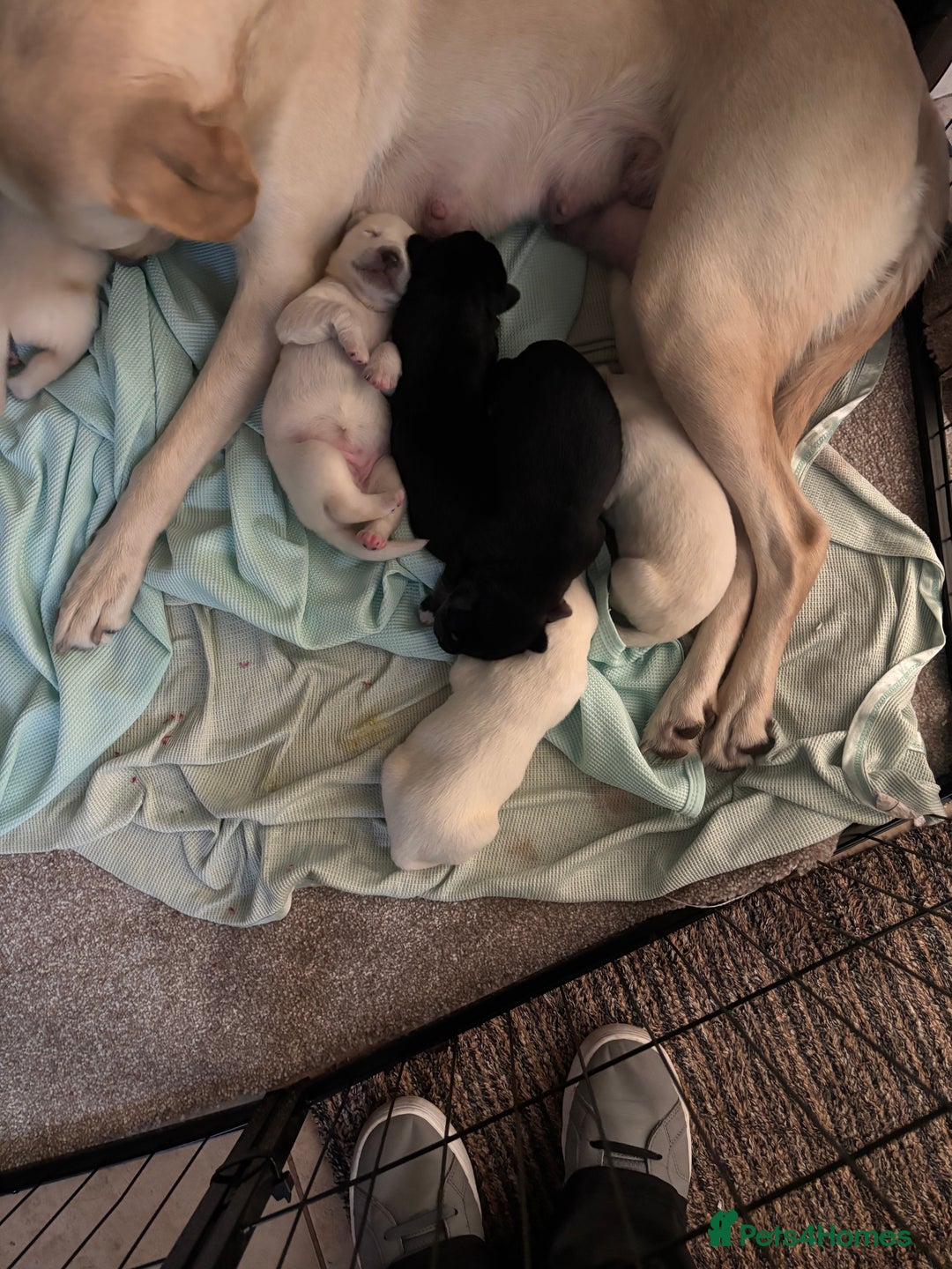 Mixed Breed dogs for sale: Huskador - Image 8