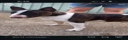 English Bull Terrier dogs for stud: Handsome English bull terrier CRUFTS QUALIFIER - Advert 3