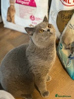 British Shorthair cats Excellent Champion line - Advert 9