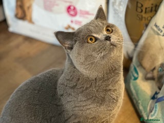 British Shorthair cats Excellent Champion line - Advert 3
