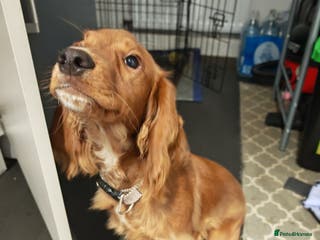 Cocker Spaniel dogs Cocker spaniel - Advert 8