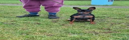 Miniature Pinscher dogs for sale: Male Miniature Pinscher – 11 Months – Show Quality - Advert 3