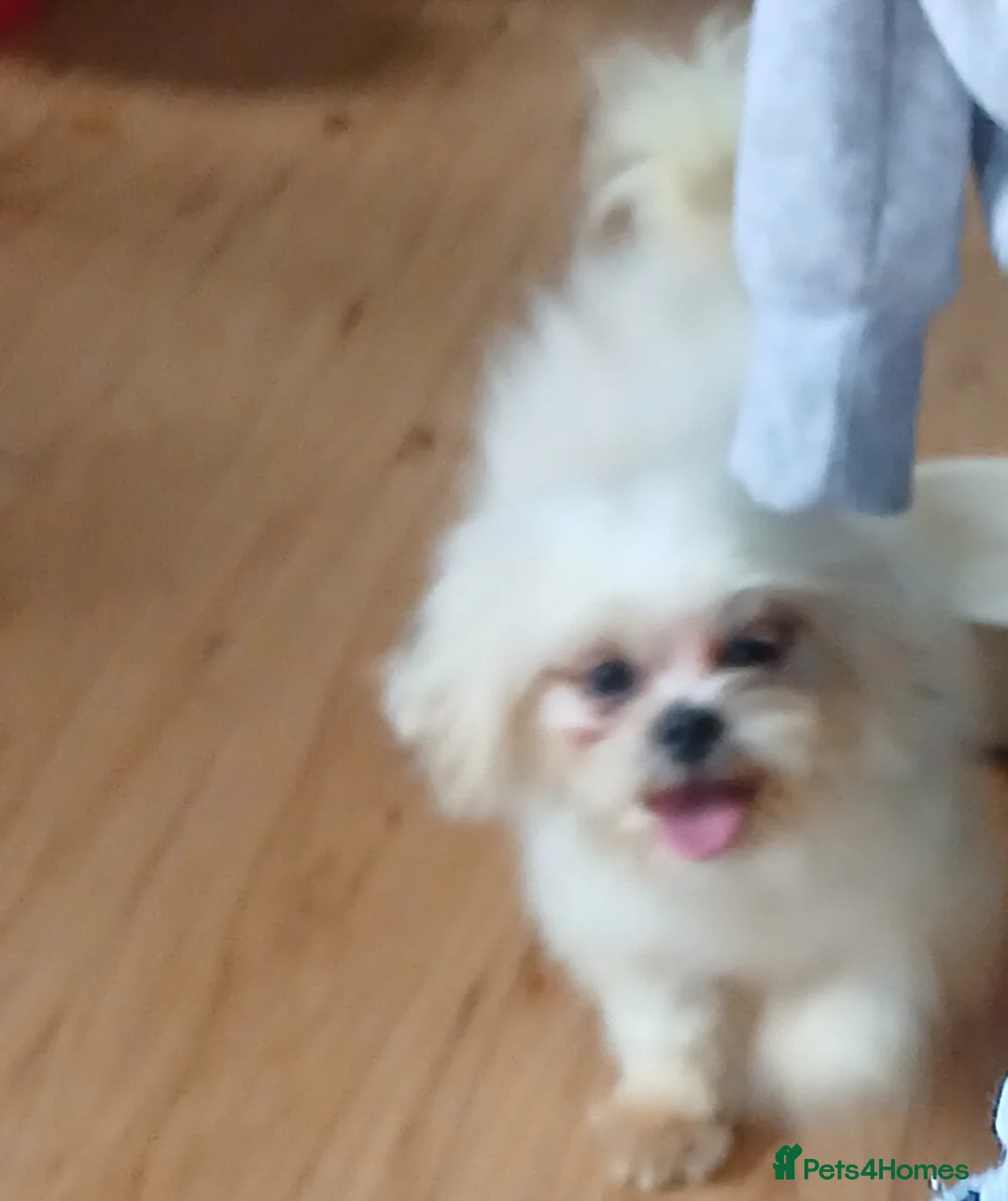 Mixed Breed dogs for sale: Beautiful little Lhasa Apso/Maltes puppies  - Advert 5