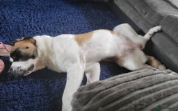Saint Bernard dogs for sale: Saint Bernard  - Image 3