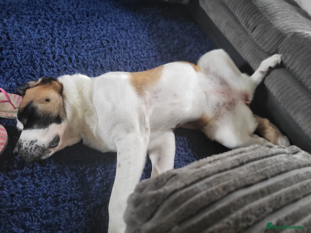 Saint Bernard dogs for sale: Saint Bernard  - Image 3