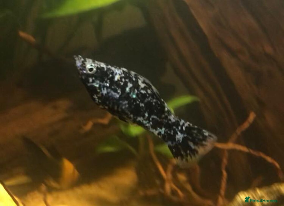Other/Mixed Breed fish for sale: All fish sold individually for 10£ (info below) - Image 26