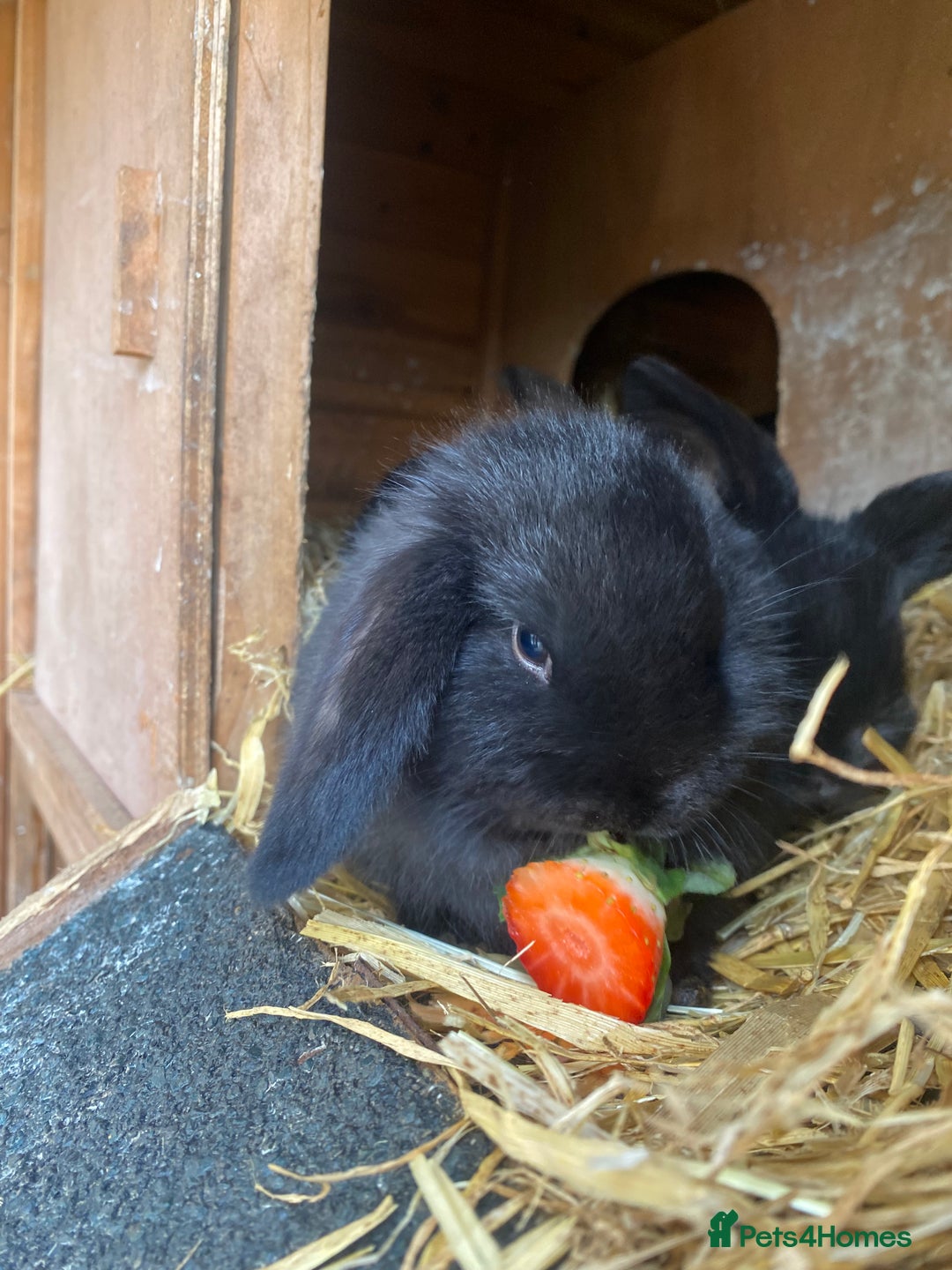 Mini Lop rabbits for sale: Mini lop bunnies - Advert 7