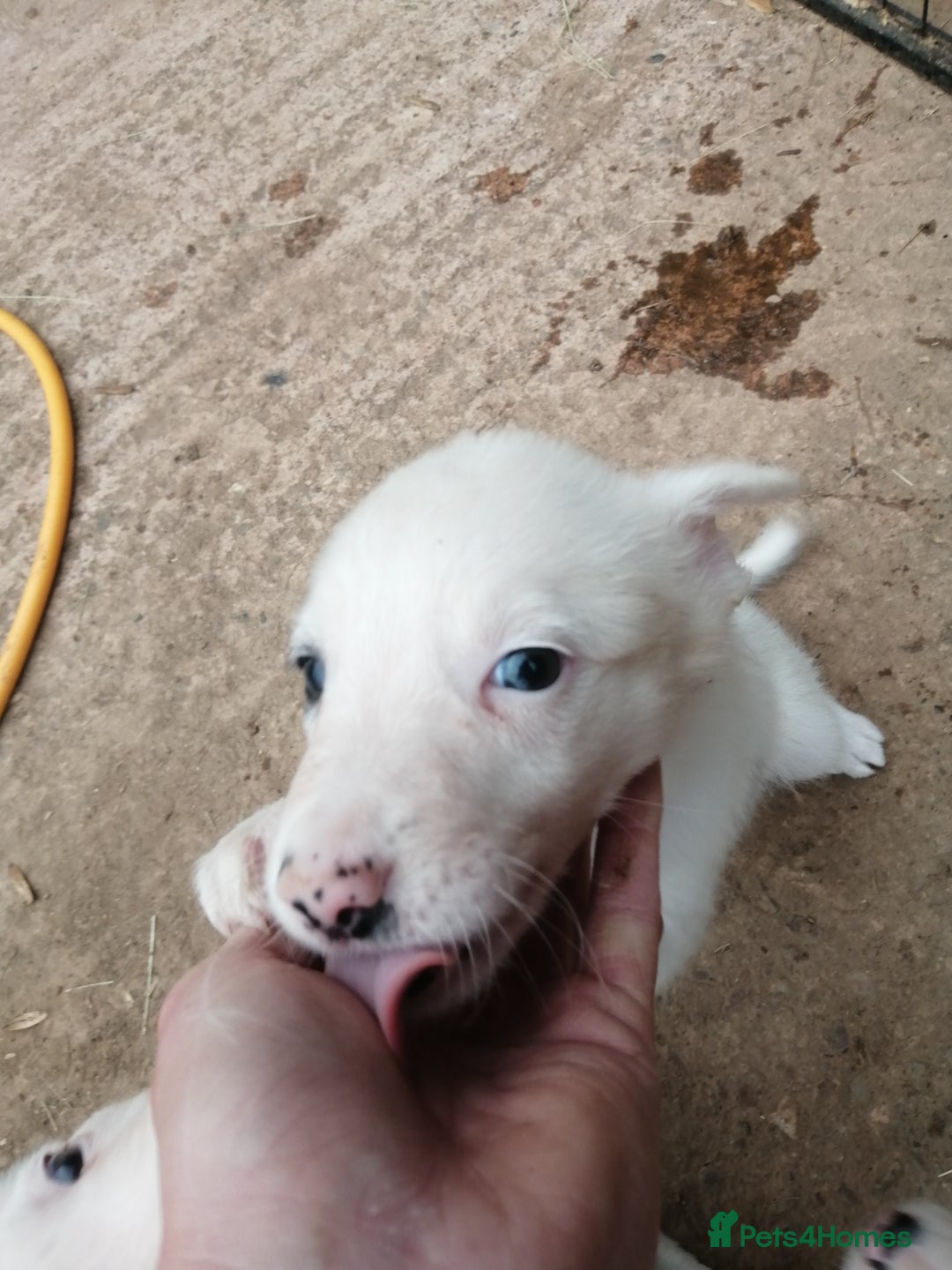 Bearded Collie dogs for sale: Beautiful blue merle collie pups! Workers or pets - Image 4