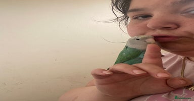 Lovebirds birds - Advert 5