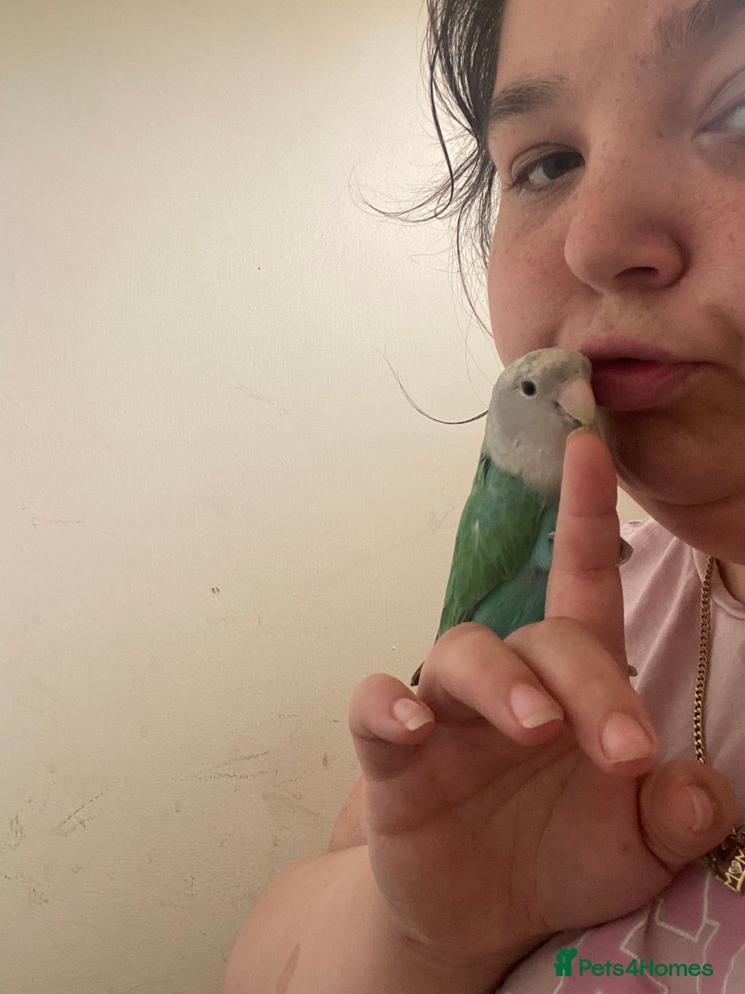 Lovebirds birds for sale: 4 year old female and 6 week old baby  - Image 2