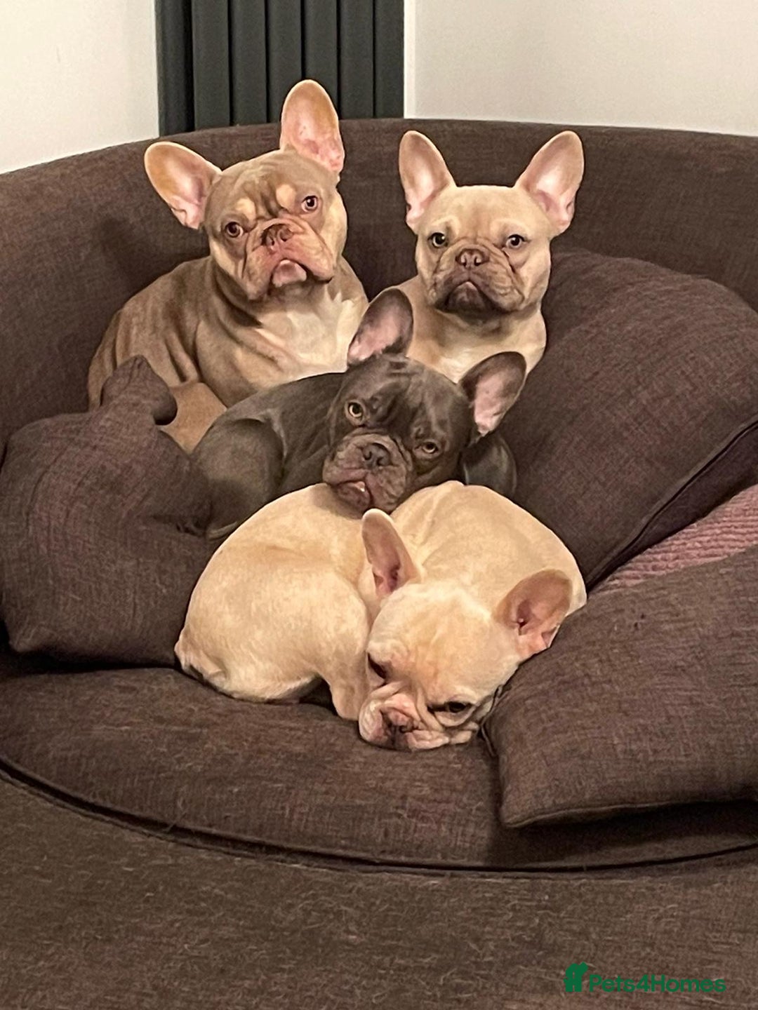 French Bulldog dogs for stud: Now FBCE GOLD! x OFFER- Fertility package inc in Matlock - Image 20
