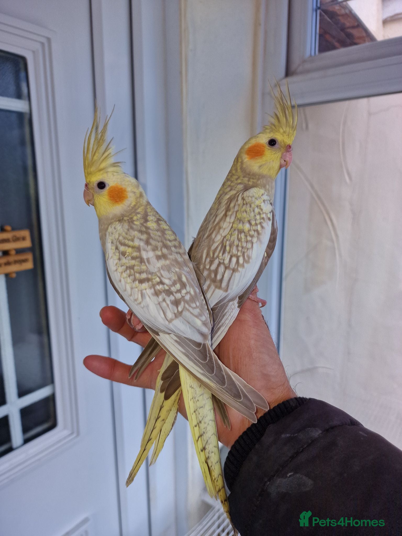 Cockatiels birds Super hand tamed baby cockatiels  - Advert 20
