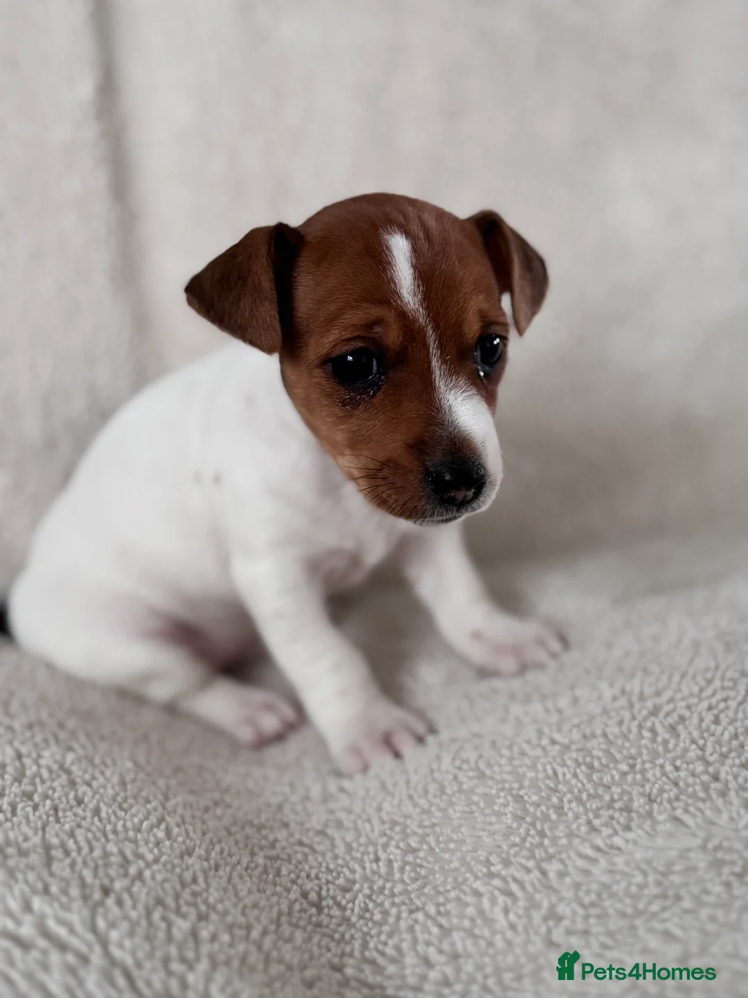 Jack Russell dogs for sale: Smooth coated tan and white jack Russel  - Advert 4