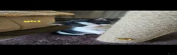 Mixed Breed cats for sale: Kitten for sale  - Advert 6