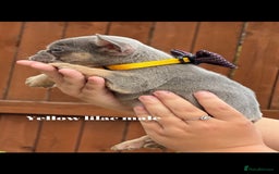French Bulldog dogs for sale: Beautiful small build fluffy/fluffy carrier french - Image 27