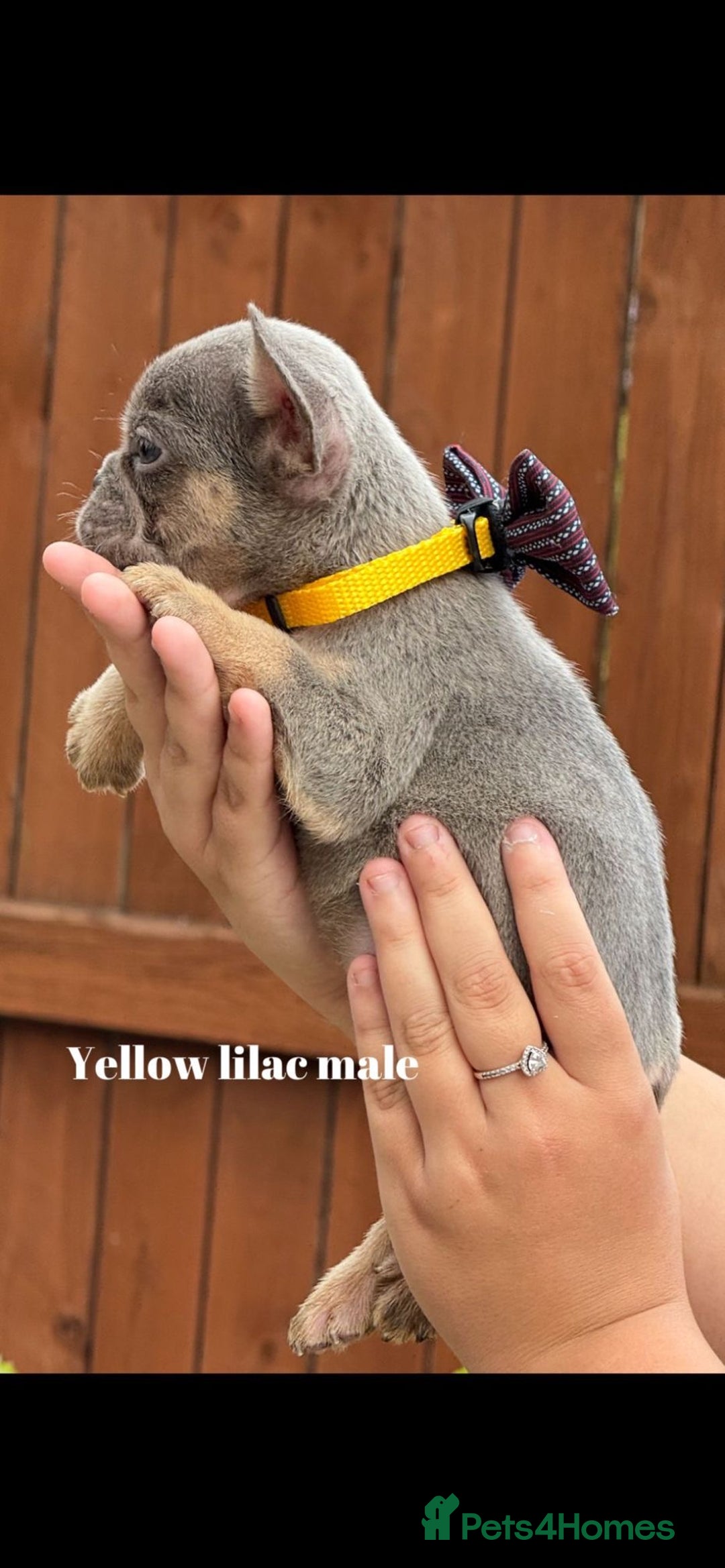French Bulldog dogs for sale: Beautiful small build fluffy/fluffy carrier french - Image 27