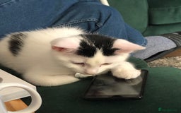 Mixed Breed cats for sale: Stan - Friendly and loved unable to keep - Image 5