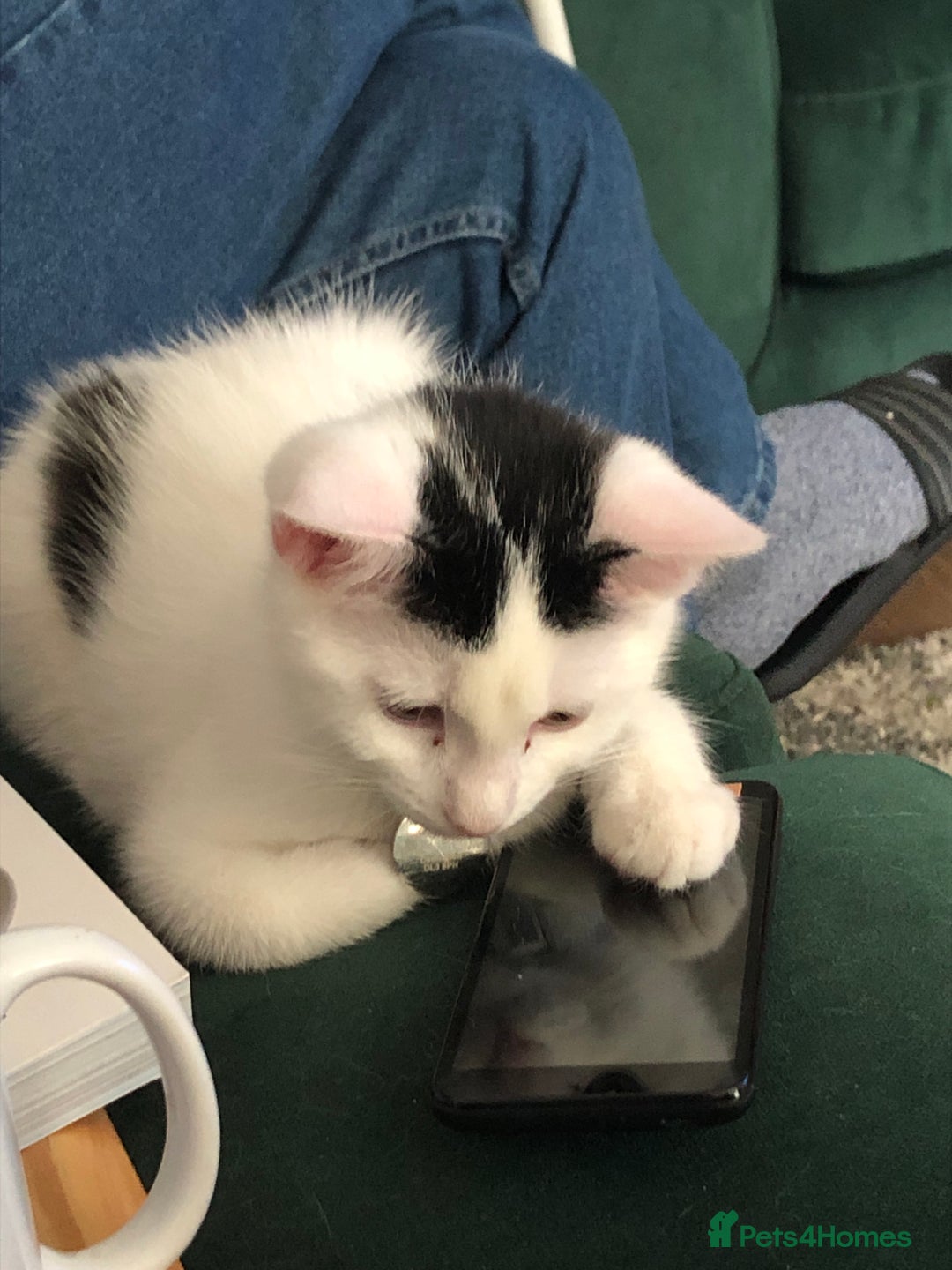 Mixed Breed cats for sale: Stan - Friendly and loved unable to keep - Image 5