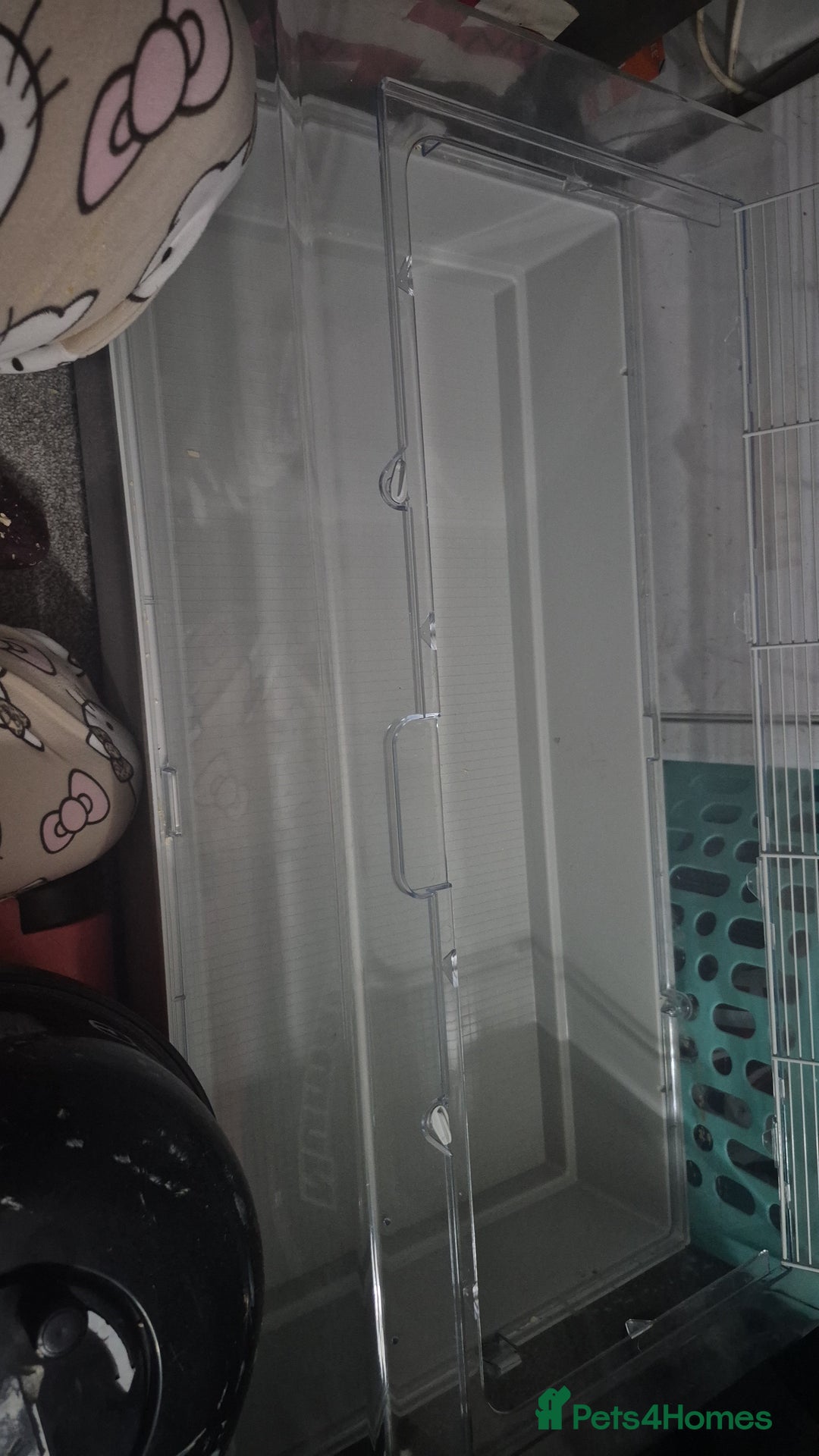 Hamster rodents for sale: Hamster for sale  - Advert 4