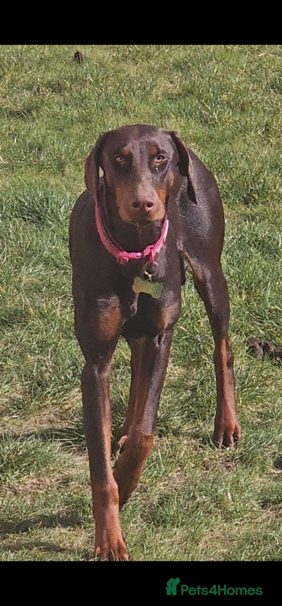Dobermann dogs Chocolate doberman female - Advert 2