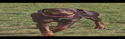 Dobermann dogs for sale: Chocolate doberman female - Advert 1