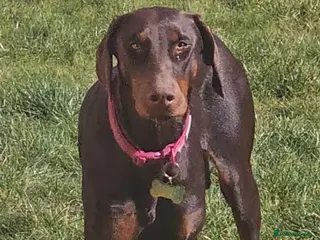 Dobermann dogs Chocolate doberman female - Advert 2