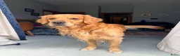 Golden Retriever dogs for stud: KC Registered Golden Retriever  - Advert 3