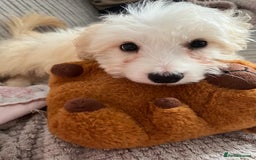 Mixed Breed dogs for sale: Maltichon Maltese x hi hon puppy  - Image 5