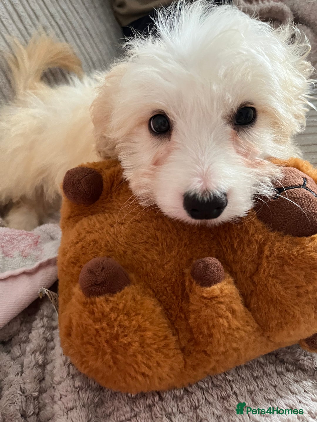 Mixed Breed dogs for sale: Maltichon Maltese x hi hon puppy  - Image 5