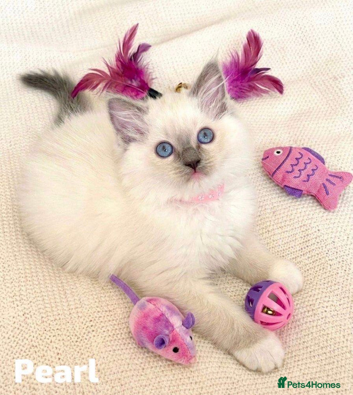 Ragdoll cats Stunning fluffy blue-point ragdoll female kittens  - Advert 4