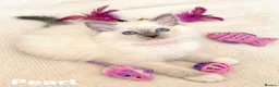 Ragdoll cats for sale: Stunning fluffy blue-point ragdoll female kittens  - Advert 1