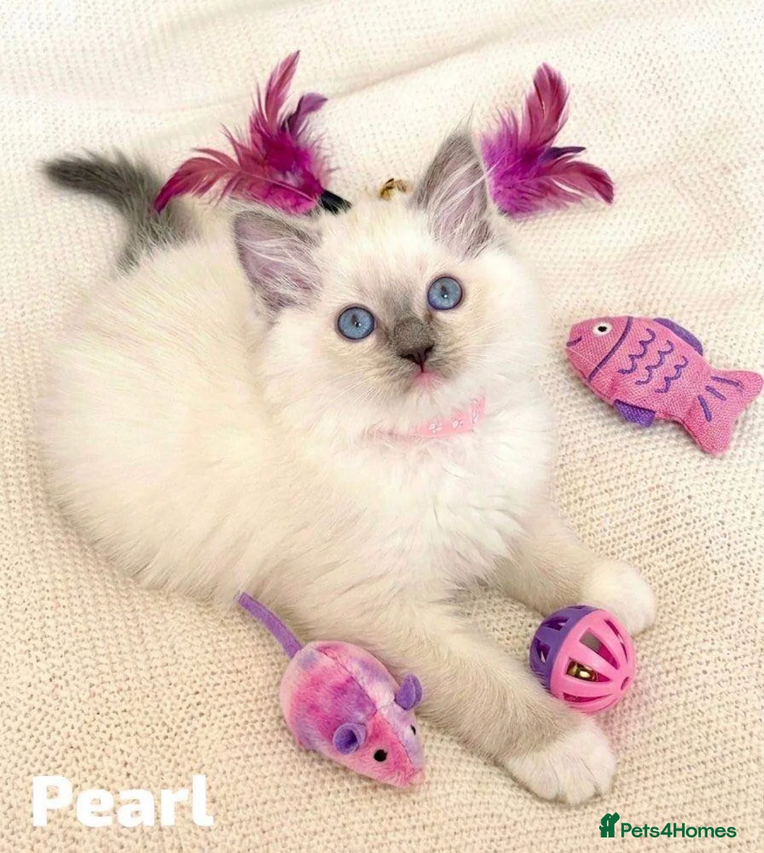 Ragdoll cats for sale: Stunning fluffy blue-point ragdoll female kittens  - Advert 1