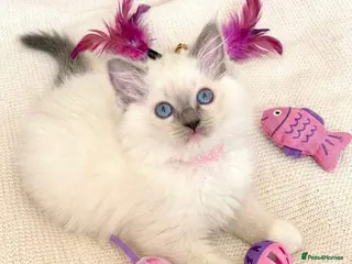 Ragdoll cats Stunning fluffy blue-point ragdoll female kittens - Advert 4