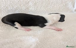 Mixed Breed dogs for sale: Cockerbull puppies  - Image 6