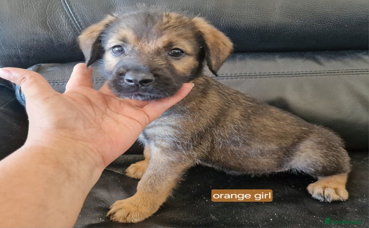 Mixed Breed dogs - Advert 12