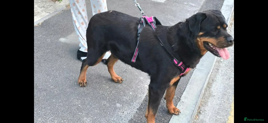 Rottweiler dogs for sale: Female Rottweiler For Sale ... in Guildford - Advert 4