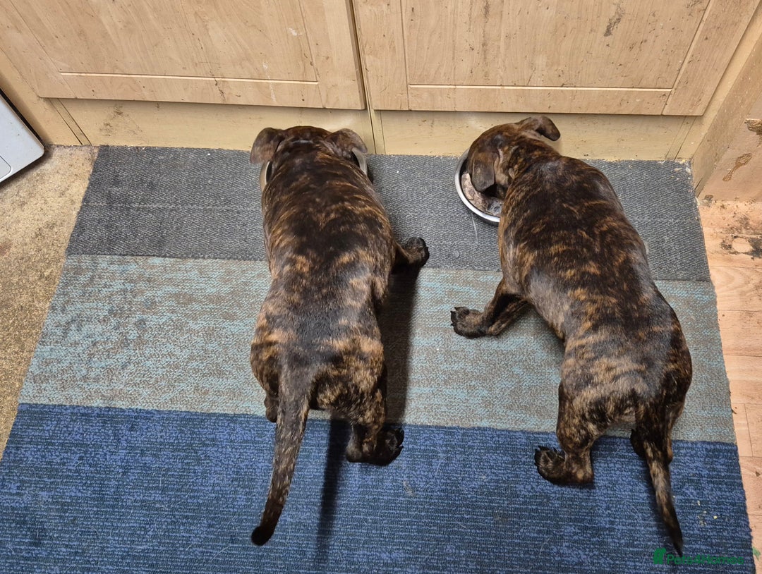 Staffordshire Bull Terrier dogs for sale: 4 female staffy pups - Image 7