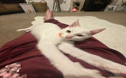 Mixed Breed cats for sale: Beautiful Baby Milo  - Advert 2