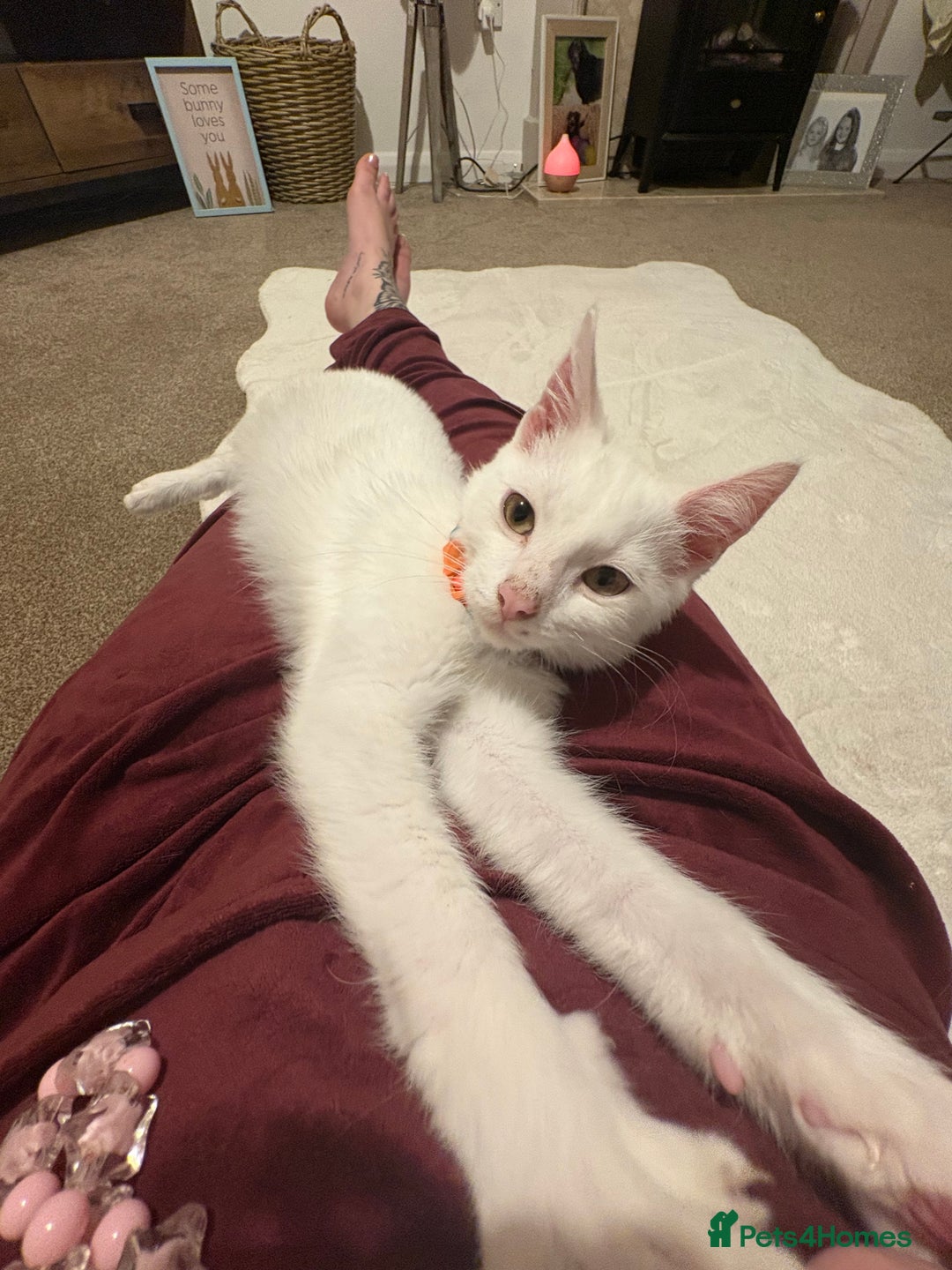 Mixed Breed cats for sale: Beautiful Baby Milo  - Advert 2